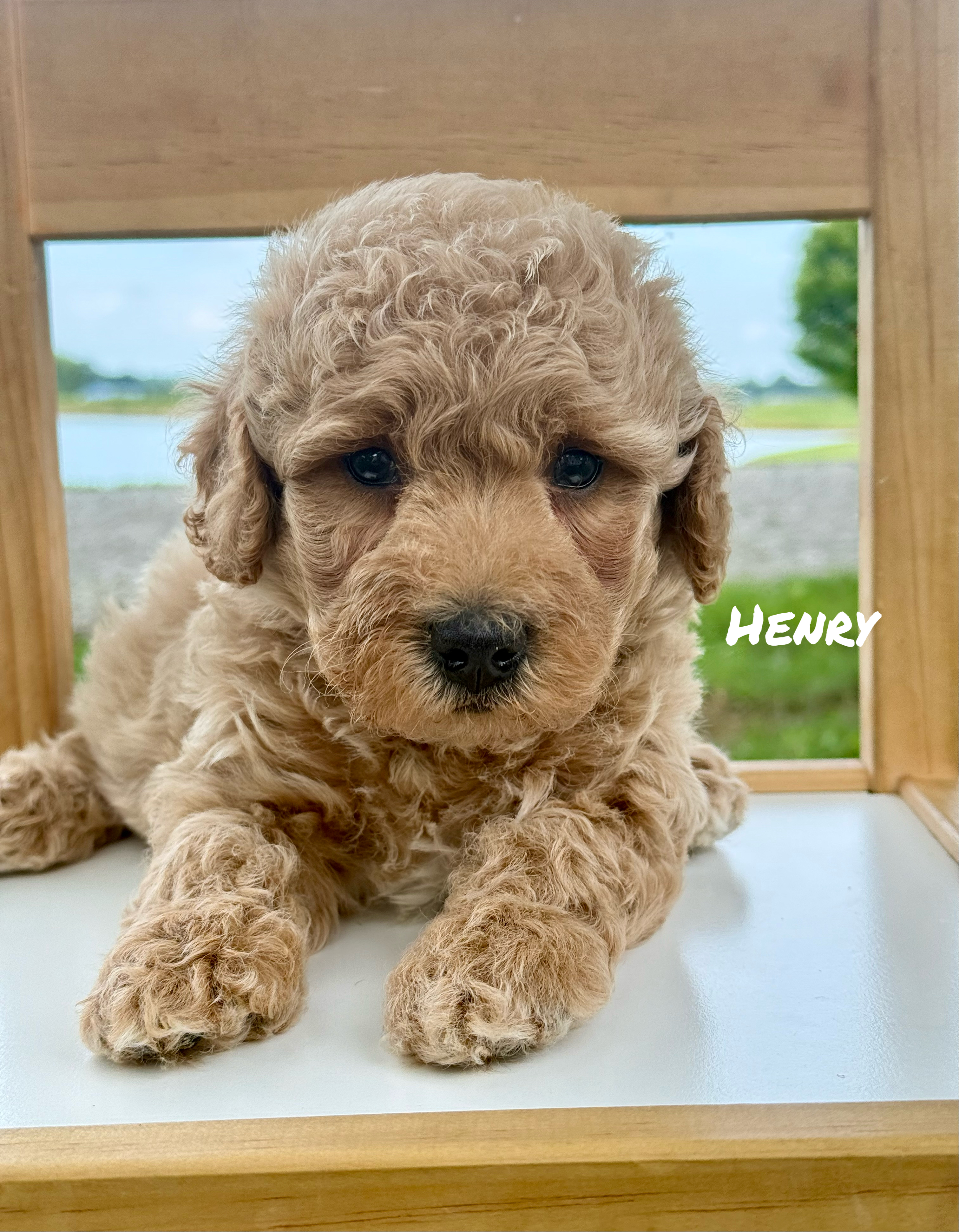 Henry (Black Collar) 1